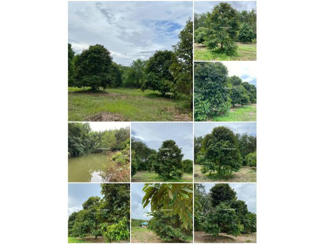 บ้านสวนทุเรียนโฉนด 5ไร่2งาน ใกล้สุขุมวิทเลี้ยวเดียวถึงสวน