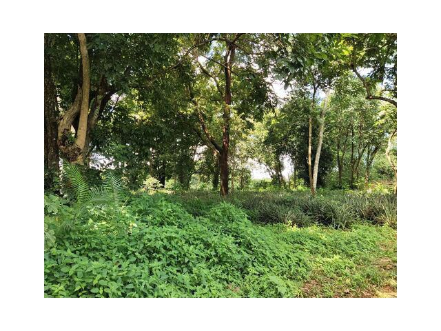 ขายที่ดินสวย บนเนิน 2 ไร่ 2 งาน 96 ตรว. เชียงราย