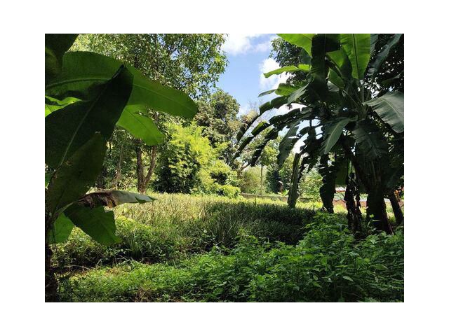 ขายที่ดินสวยบนเนิน ใกล้ ม.แม่ฟ้าหลวง เชียงราย