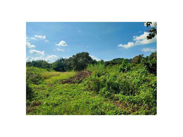 ขายที่ดิน เนื้อที่ 3 ไร่ 2 งาน  จ.เชียงราย