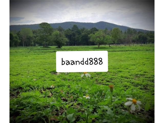 ขายที่ดินวิวภูเขาสวยไร่ละ 8 แสนบ้านป่าเมี่ยง อ.ดอยสะเก็ด