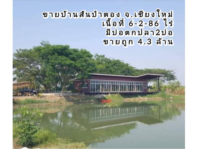 ขายบ้านสันป่าตอง (พร้อมบ่อตกปลา2บ่อ) พื้นที่ 6-2-86 ตร.ว. ขายถูก ต.มะขามหลวง อ.สันป่าตอง จ.เชียงใหม่