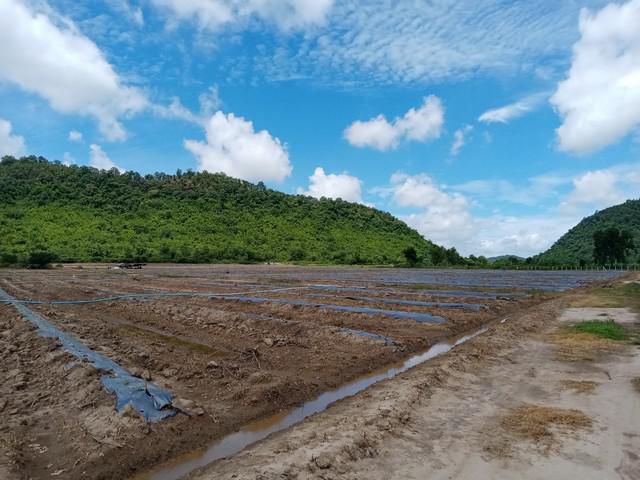 ขายถูกที่ดินโฉนด พังตรุ ในอำเภอท่าม่วง