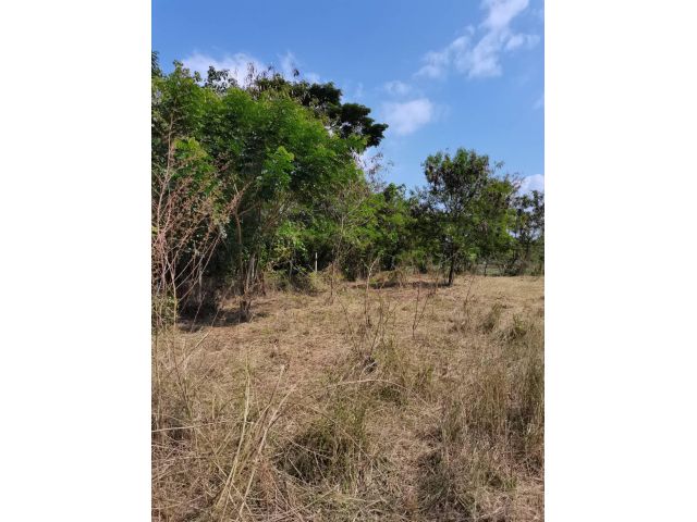 ขายด่วน ที่ดินแปลงสวยรูปสี่เหลี่ยม254ตารางวา ถมแล้ว แบ่งแปลงได้ ทำเลดี ใกล้กาแฟโรงงาน ใกล้ข่วงสันกำแพง อ.สันกำแพง จ.เชียงใหม่