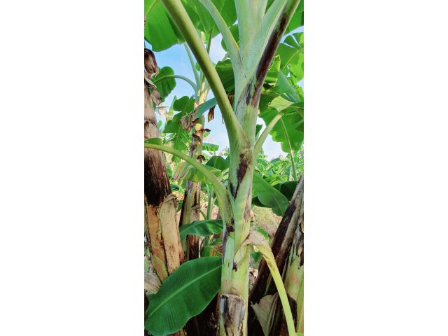 สวนผสม เก็บผลผลิตได้ทุกต้น ที่โฉนด ดินดี เห็นวิวเขา