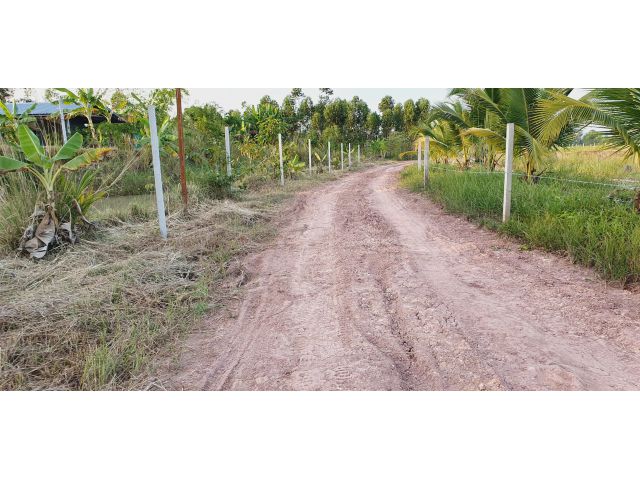 สวนผสม เก็บผลผลิตได้ทุกต้น ที่โฉนด ดินดี เห็นวิวเขา