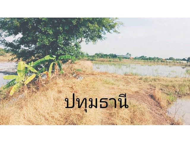 ลดท้าลมหนาวค่า ขายเช่า  ขายที่จ.ปทุมธานี 5ไร่