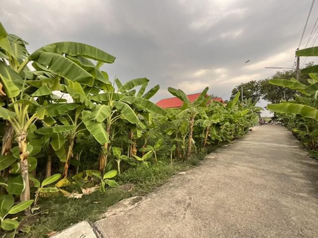 ด่วนขายที่ดินเปล่า 50 ตร.ว ซ.สะอาดพัฒนา คลอง 3