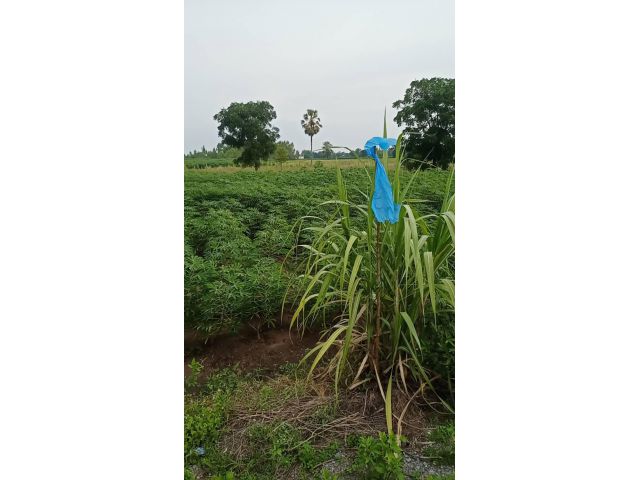 ขายที่ดิน(โฉนด)3000-18000ไร่ไร่ละ140000-อ.นาหว้า จ.นครพนม.เหมาะทำโครงการขนาดใหญ่ต่างๆ.ทำสวน/ทำไร่