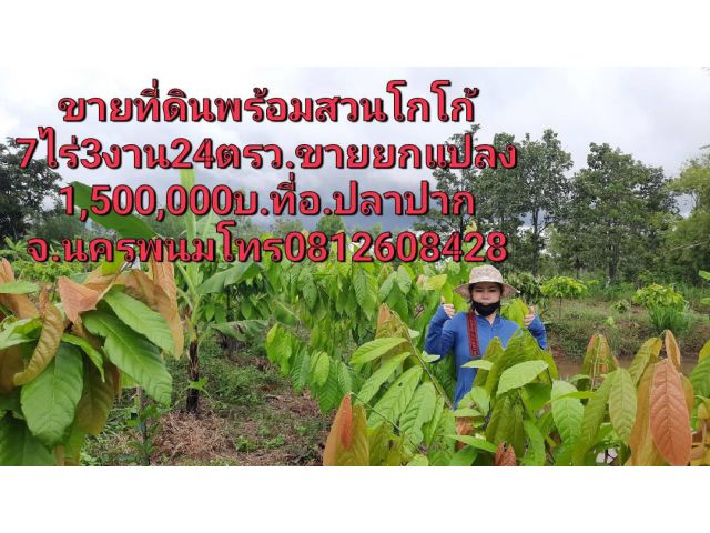 ขายที่ดินพร้อมสวนโกโก้7ไร่3งาน24ตรว.ขายยกแปลง1,500,000บ.ที่อ.ปลาปากจ.นครพนม