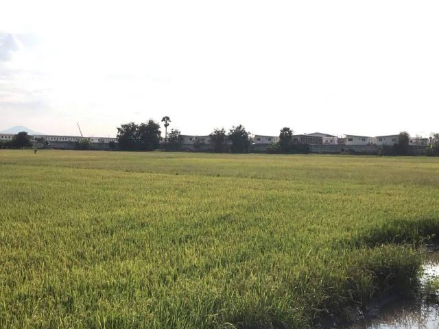GT-034 ขายที่ดินพานทองสีม่วง 25 ไร่ ติดถ.เส้นโยธาธิการ ชลบุรี- ตากแดดบ้านสระ ชลบุรี