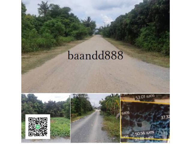 ขายที่ดินหนองแฝก สารภี ติดถนน 2 ด้าน หน้ากว้าง 53 m. ติดถนน สาธารณะกว้าง  10 m.