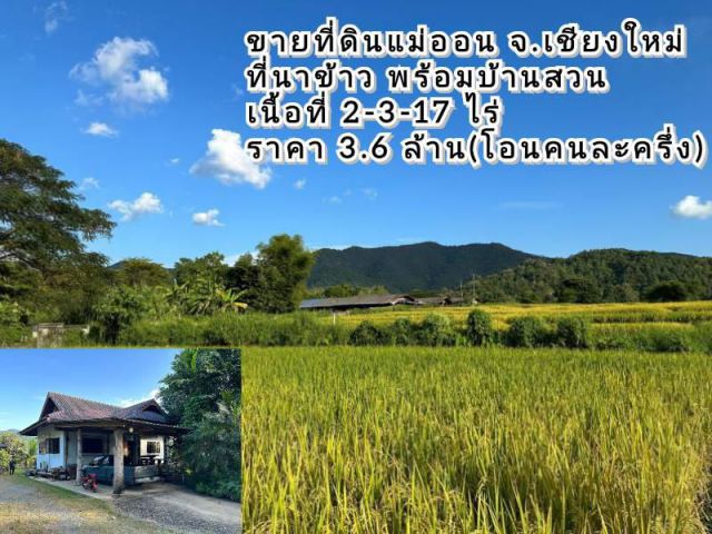 ขายที่ดินแม่ออน ที่นาข้าว วิวเขา พร้อมบ้านสวน เนื้อที่ 2-3-17 ไร่ ใกล้แหล่งท่องเที่ยว แม่กำปอง, น้ำพุร้อน