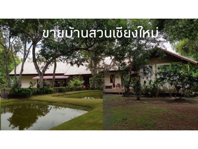 ขายบ้านสวนดอยสะเก็ด จ.เชียงใหม่ เนื้อที่ 2-3-96 ไร่ มีบ้าน 2 หลัง โรงเก็บของ 1 หลัง โรงรถ 1 หลัง