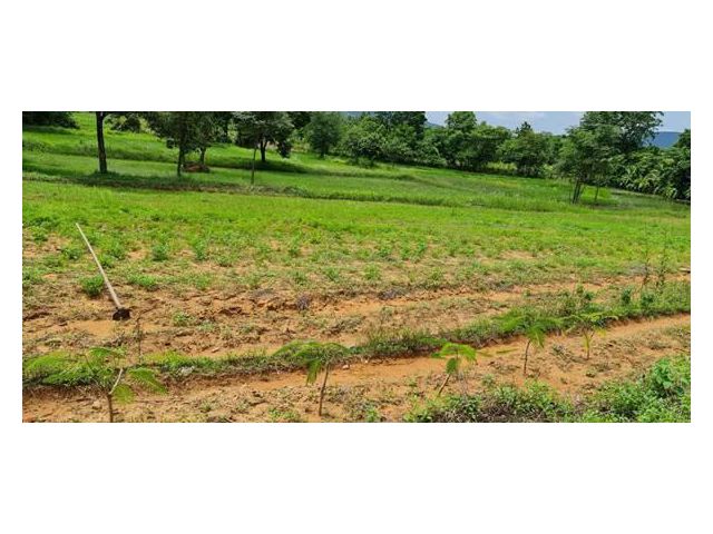 ขายที่ดิน 45ไร่ (นส.3ก.) อ.เกษตรสมบูรณ์ จ.ชัยภูมิ เหมาทำการเกษตร ทำนา ทำไร่ ทำสวน ปลูกอ้อย