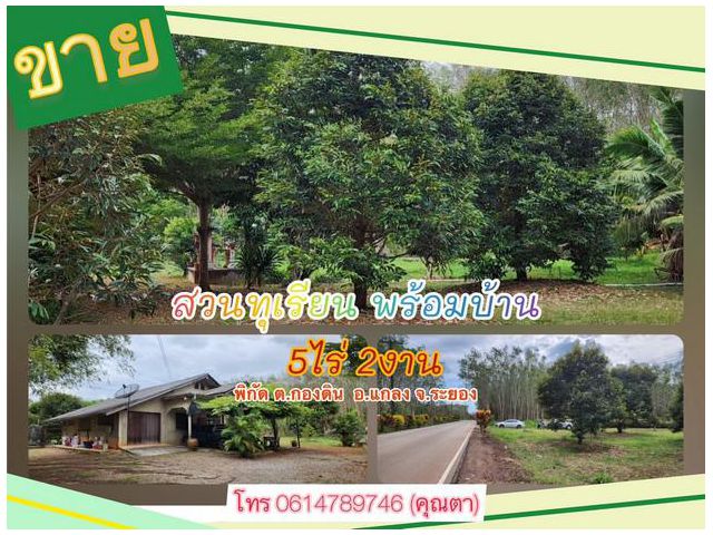 ขายสวนทุเรียนผสมยกแปลง หมอนทองทั้งสวน