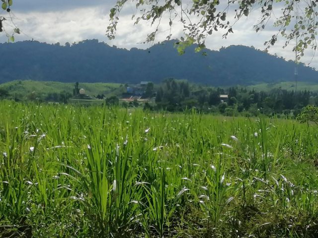 ขายที่ดิน 10 ไร่ ตำบลวังน้ำเขียว อำเภอวังน้ำเขียว จังหวัดนครราชสีมา