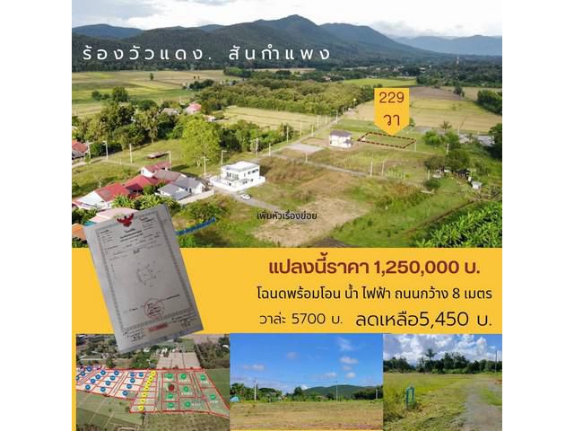 ขายที่ดิน229ว.1.2ล.ฟรีโอน ต.ร้องวัวแดง สันกำแพง ชม.