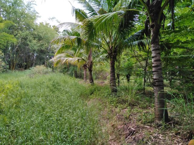 ขายที่ดิน+สิ่งปลูกสร้าง 2-2-6 ไร่ ต.ดอนแก้ว อ.สารภี จ.เชียงใหม่