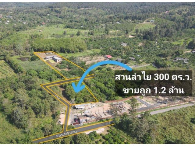 ขายที่ดินสันทราย จ.เชียงใหม่ ที่สวนลำไย ใกล้สนามกอ์ฟรอยัลวิว เนื้อที่ 300 ตร.ว. ขายถูก
