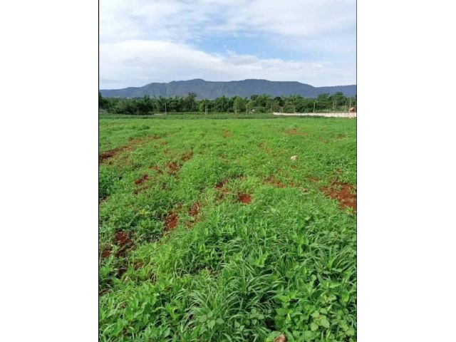 ขายที่เขาใหญ่ หมูสี โป่งตาลอง 5 ไร่ 22 ไร่ ติดถนนหลักบุ่งเตย-สระน้ำใส ใกล้โรงแรมยูเขาใหญ่ เหมาะทำโรงแรม จัดสรรแบ่งแปลงขา