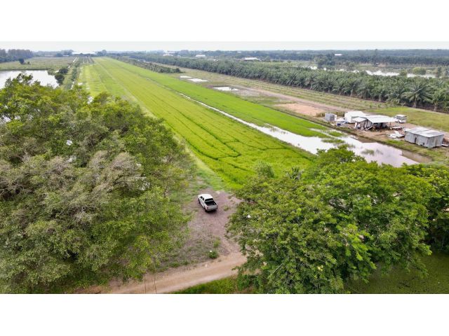 ขายที่ดินคลอง8 200 ตรว. บึงบอน ยกแปลง 850,000 บาท ใกล้ถ.4001 - 400 เมตร อ.หนองเสือ จ.ปทุมธานี