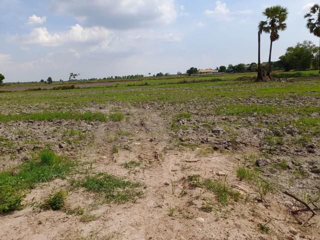 ขายที่ดินปากพลี 6 ไร่ ติดวัดสะแกซึง ใกล้ถ.สุวรรณศร 33 - 7 กม. จ.นครนายก