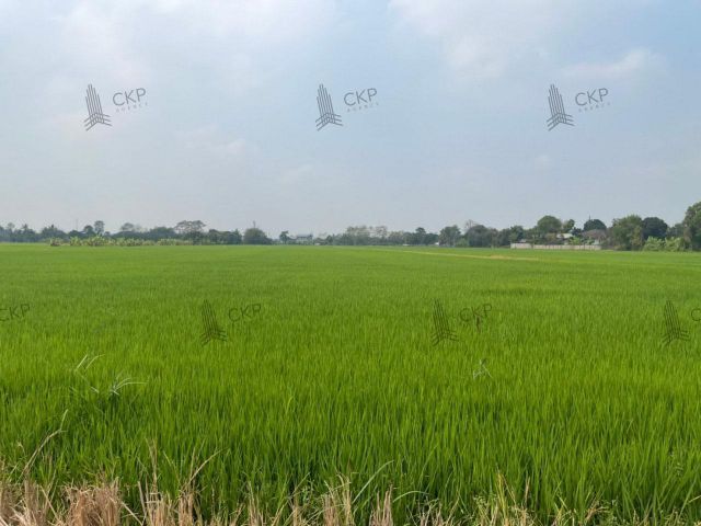 ขาย ที่ดินเปล่า 1 ไร่ ต.ลำผักกูด เขตธัญบุรี จ.ปทุมธานี
