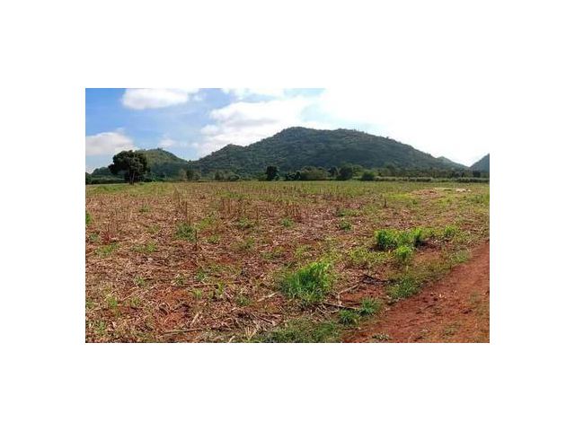 ขายที่ดิน ต.หนองน้ำแดง อ.ปากช่อง 64-1-29 ไร่