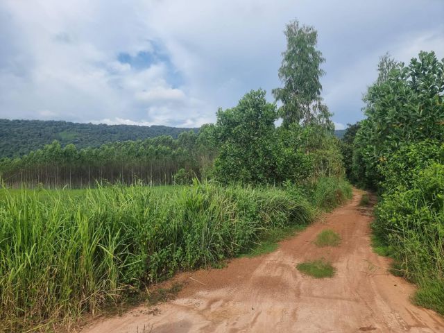 ขายที่ดินคำโตนด 7 ไร่ ติดวิวเขาใหญ่เหมาะทำลานกางเต้น camping ไร่ละ 350,000 ฿ เอกสารโฉนด บรรยากาศ
