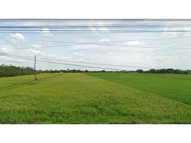 ขายที่ดินเนื้อที่ 82 ไร่ ตำบลคลองโยง พุทธมณฑล นครปฐม