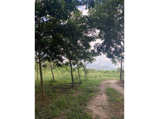 ขายสวนยาง4ไร่เศษ ไร่ละล้าน มีวิวเขายายดาสวยๆ