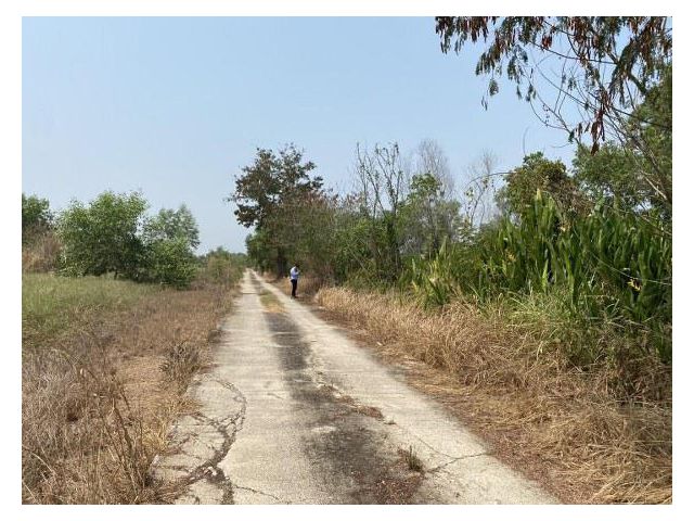 ขายที่ดิน คลอง11 ธัญบุรี (ฝั่งตะวันออก) (รหัสทรัพย์ 202315 ) ต.นพรัตน์ หนองเสือ จ.ปทุมธานี