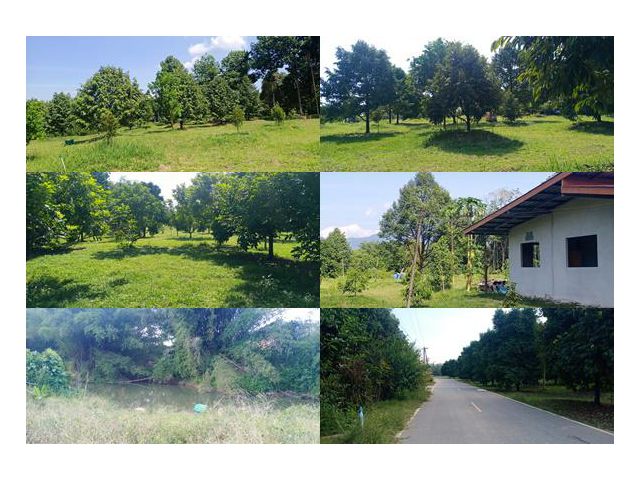 เสนอขายบ้านพร้อมสวนทุเรียน เงาะ มังคุด ติดแม่น้ำจันทบุรี & ถนนลาดยาง เนื้อที่ 7 ไร่กว่าๆ  ตะเคียนทอง อำเภอเขาคิชฌกูฎ จัน