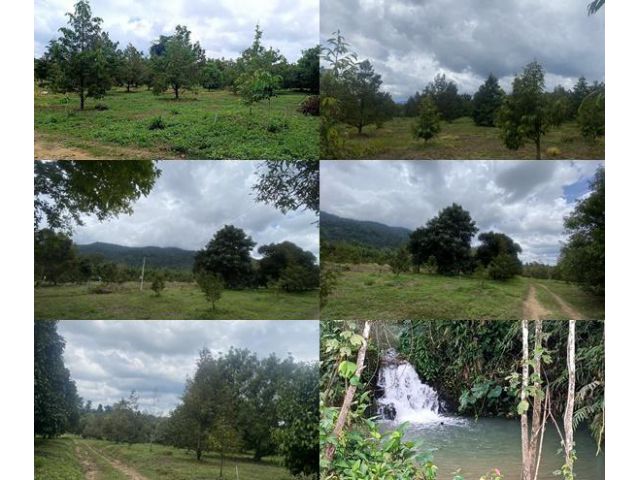 เสนอขายที่ดินเป็นสวนทุเรียน วิวสวย ทำเลดี ใกล้เขากระทิง ติดคลองธรรมชาติ เนื้อที่ 18 ไร่กว่าๆ ใกล้ตัวอำเภอเขาคิชฌกูฎ จันท