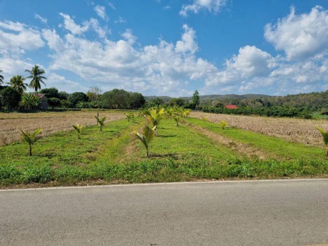 #ขายที่ดินแม่แตง สวนมะพร้าว วิวนา วิวเขา เนื้อที่ 2-0-40 ไร่ ไร่ละ 850,000 ( 1.7ล้าน)