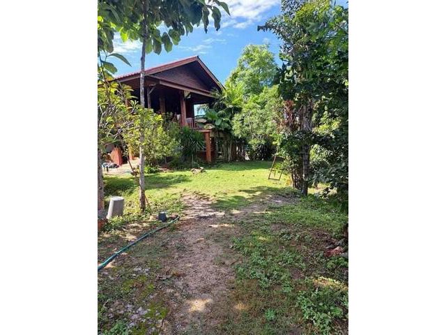ขายบ้านพร้อมสวนผลไม้ แถวหางดงใกล้กาดฝรั่ง เนื้อที่ ​4-0-62​ ตรว.