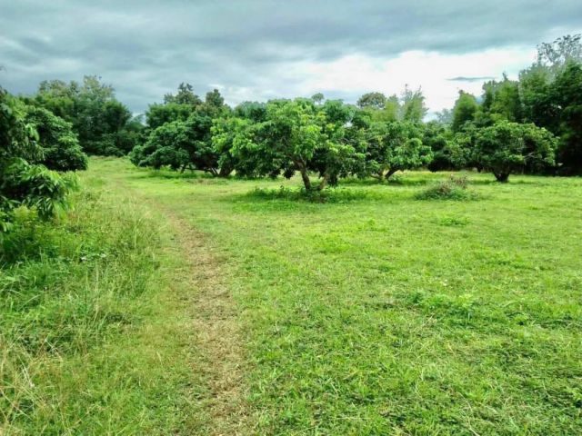 ขายที่ดินแม่แตง #ขายสวนลำไย เนื้อที่ 33-2-53 ไร่ ไร่ละ 550,000 (18,497,875บ.) ต.สบเปิง อ.แม่แตง เชียงใหม่