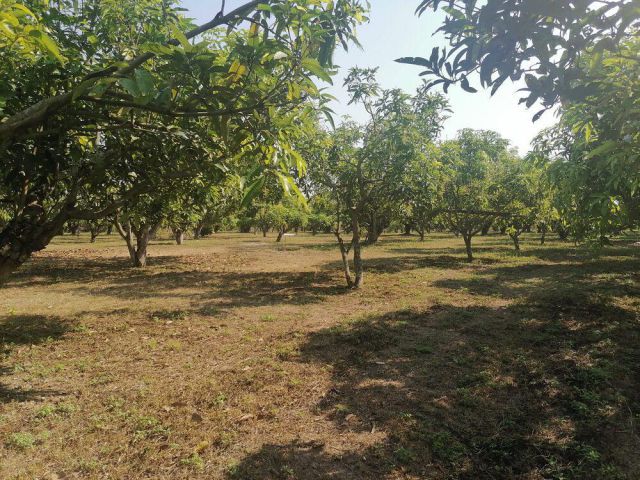 ขายที่ดินแม่แตง #ขายสวนมะม่วง หลังตลาดแม่มาลัย เนื้อที่ 9-2-25 ไร่ ยกแปลง 15 ล้าน