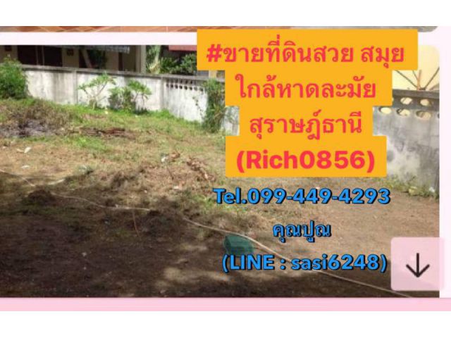 ขายที่ดินสวยสมุย อยู่ใกล้หาดละมัย​ สุราษฎร์ธานี ใกล้ถนนคนเดิน มีชาวต่างชาติเยอะ​คล้ายๆพ้ทยา​มีบาร์เหล้า (อสังหา)(Rich085