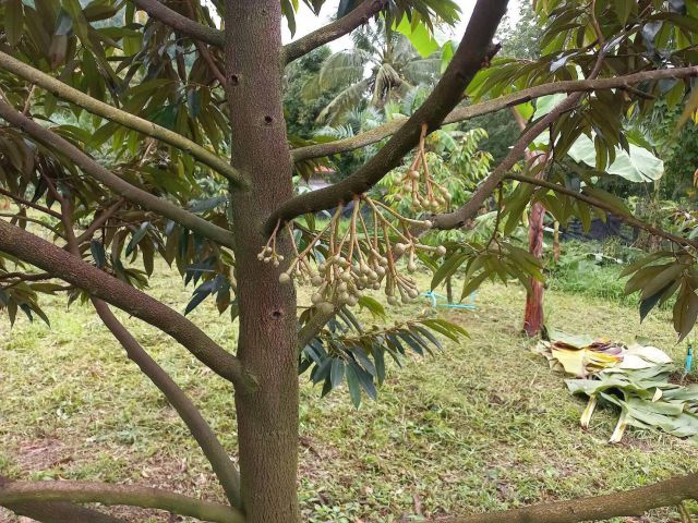 ขายสวนผลไม้ มังคุด ทุเรียน อโวคาโด กล้วยหอมทองแแกผลรุ่นแรกสวยงาม18 ไร่ โฉนด ติดลาดยางไฟถึง วิวสวย ครบสูตร ไร่ละ300000