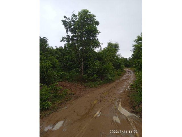 ขายที่ดิน63ไร่ บ้านดอนมูล ตำบลหัวเสือ อำเภอแม่ทะ จังหวัดลำปาง