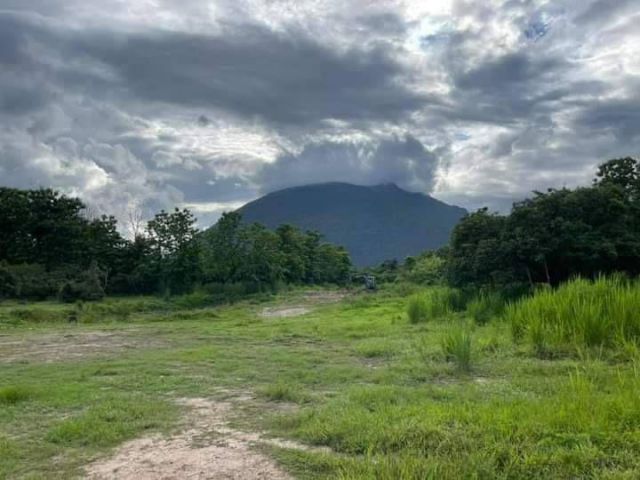 ขายที่สวนลำไย สวนเงาะ อ.เชียงดาว จ.เชียงใหม่ เนื้อที่ 23-1-29 ไร่ ถนนไฟฟ้าประปาเข้าถึงสะดวก  อยู่ใกล้ชุมชน