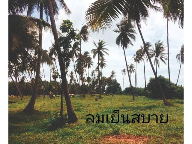 ที่ดินใกล้ชายหาดทะเล ทะเลฝั่งแดง วิวทะเล ขายที่ดิน  หาดฝั่งแดง บา