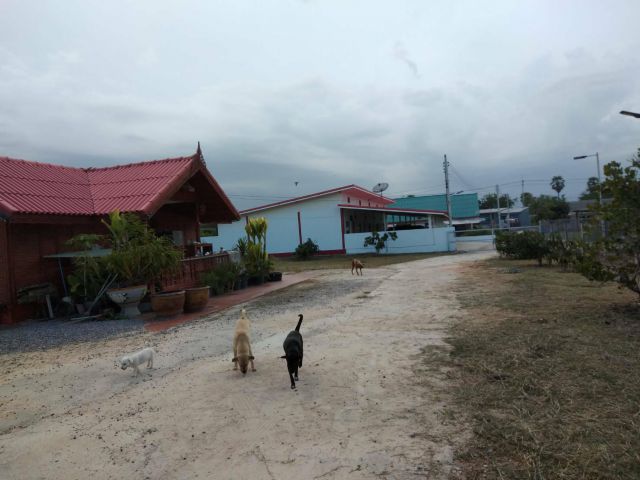 ขายกิจการห้องเช่ารายเดือน ขนาด 5 ห้อง และมีบ้านไม้สัก 2 ห้องนอน 3 ห้องน้ำเป็นหลังสำนักงาน บนพื้นที่ 2 งาน 37 ตารางวา  ห้องเช่าติดแอร์มีห้องน้ำทุกห้อง
