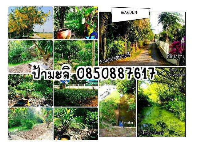 εїз -- ป้ามะลิ 0850887617 : ขายที่ดิน สิงห์บุรี ตรงข้าม รพ.บางระจัน ใกล้พิพิธภัณฑ์เตาเผาแม่น้ำน้อย