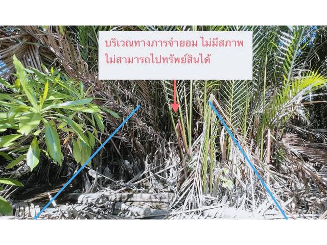 ขายที่ดินว่างเปล่า  อำเภอเมืองสมุทรสาคร สมุทรสาคร