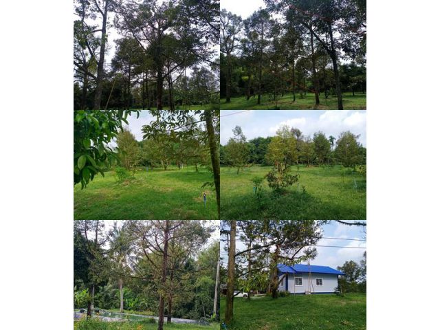 เสนอขายสวนทุเรียนให้ผลผลิตเต็มแปลง พร้อมบ้านสวย เนื้อที่ 10 ไร่ ตำบลทุ่งเบญจา อำเภอท่าใหม่ จังหวัดจันทบุรี