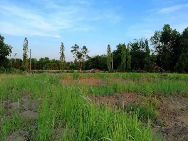 ขายที่ดินหนองเสือ 1 ไร่ ใกล้ถนนเส้นรังสิต-นครนายก(305) - 11 กม. จ.ปทุมธานี