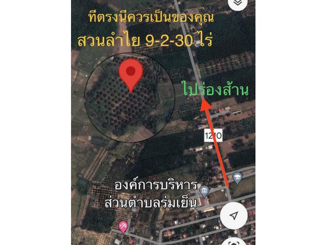 ที่สวนลำไยหลัง อบต.ร่มเย็น 9-2-30ไร่ ต้นลำไย อายุ 5 ปี